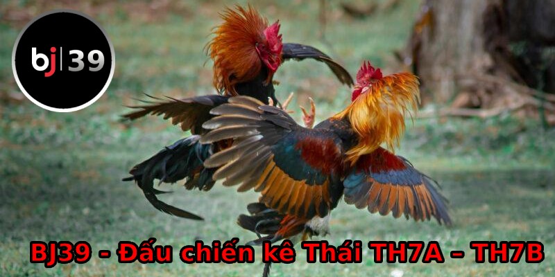 Đấu chiến kê Thái TH7A – TH7B