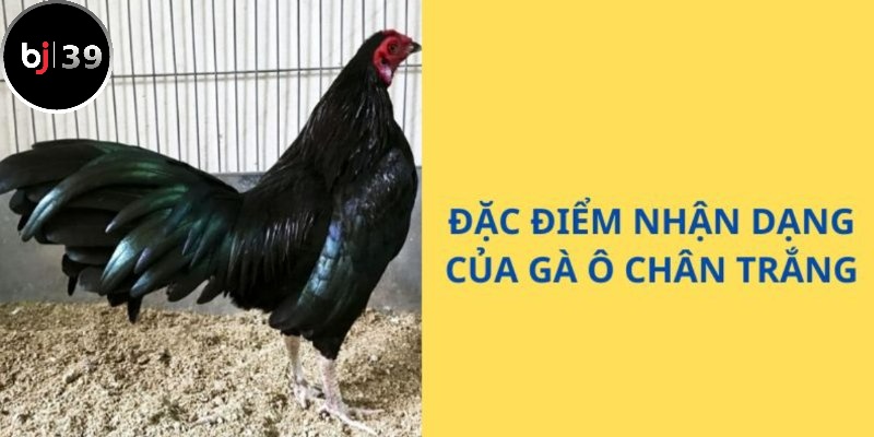 Một vài đặc điểm nổi trội của giống gà ô chân trắng 